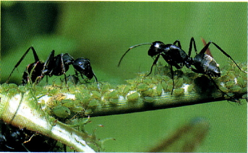 서로 돕는 개미와 진딧물