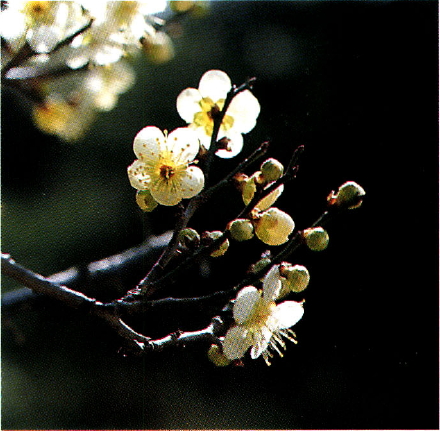매화나무의 꽃