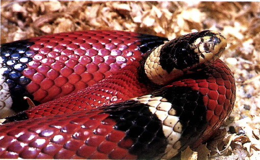 멕시코왕뱀