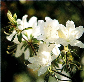 흰색 꽃이 활짝 핀 영산홍