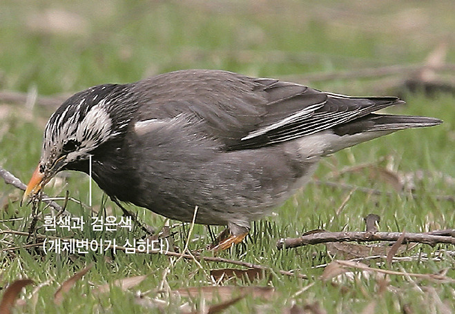 찌르레기 수컷(2009.3.20. 전남 무안 남악리)