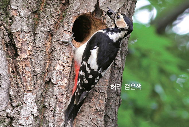 오색딱다구리 암컷(2012.5.31. 경기 광주 남한산성)