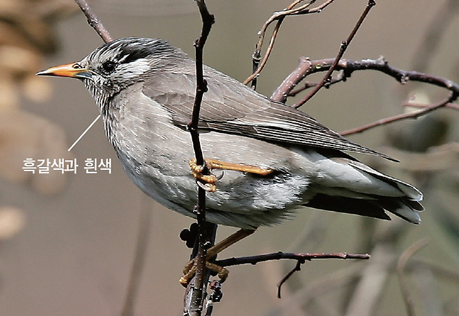 찌르레기 암컷(2006.3.22. 전남 신안 홍도)