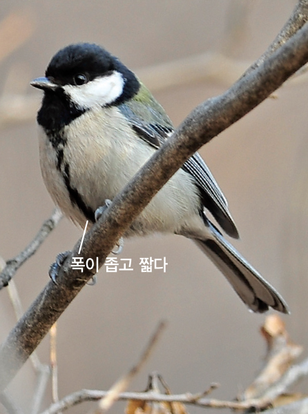 박새 암컷(2013.3.12. 경기 도봉산)