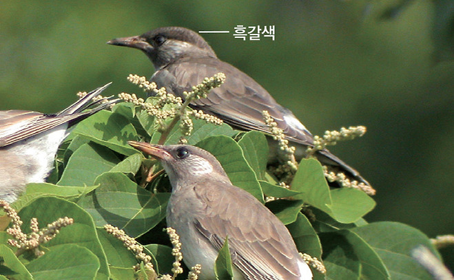 찌르레기 어린새(2003.6.26. 전남 신안 홍도)