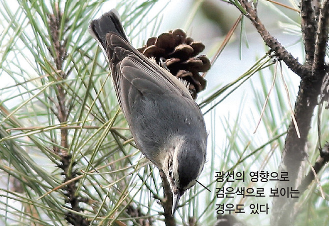 쇠동고비 암컷(2012.10.5. 인천 서구 국립생물자원관)