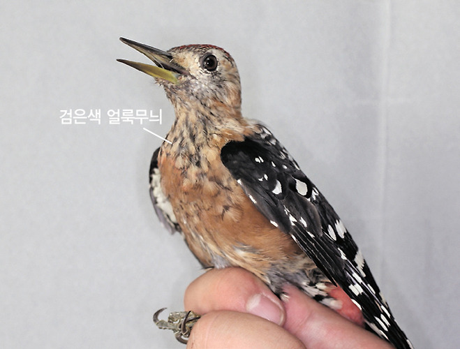 붉은배오색딱다구리 어린새(2011.9.16. 전남 신안 홍도)