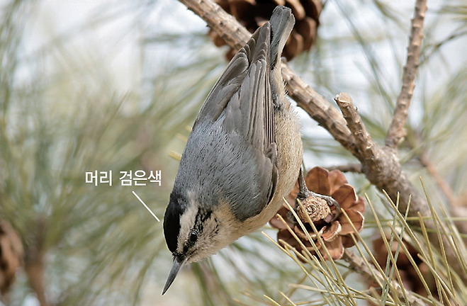 쇠동고비 수컷(2006.3.4. 서울 경복궁)