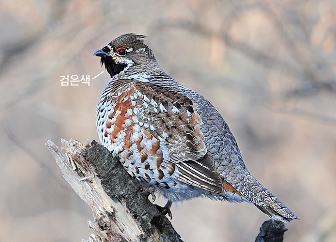 들꿩 수컷(2013.2.24. 경기 성남 남한산성)