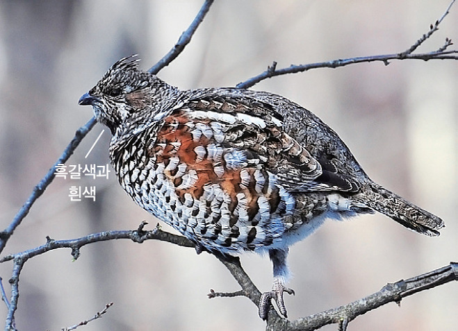 들꿩 암컷(2013.2.24. 경기 성남 남한산성)