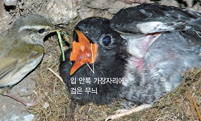 되솔새 둥지속 벙어리뻐꾸기(2007.6.16. 강원 평창)