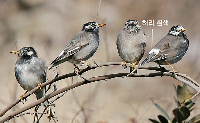 찌르레기(2006.3.29. 전남 신안 홍도)