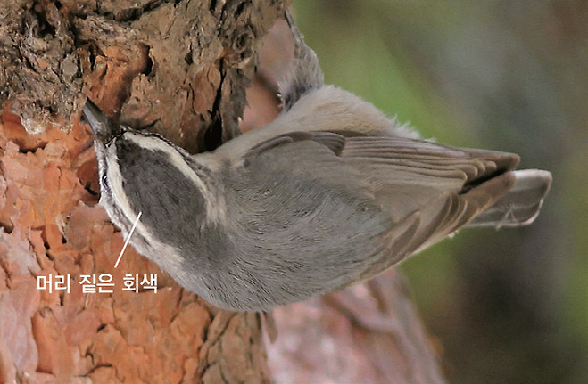 쇠동고비 암컷(2012.10.7. 인천 서구 국립생물자원관)