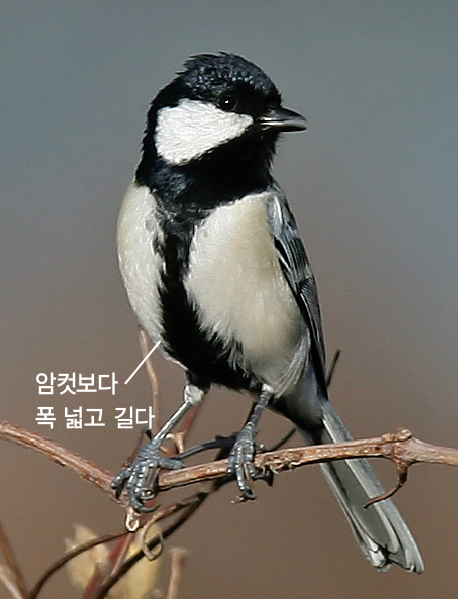 박새 수컷(2006.2.21. 전남 신안 흑산도)