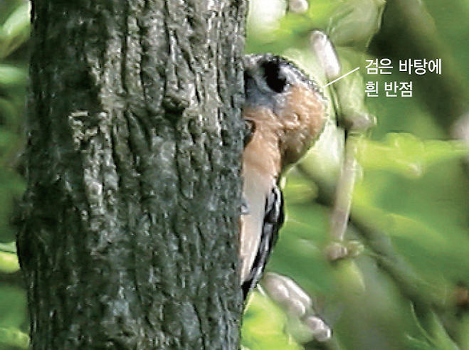 붉은배오색딱다구리 암컷(2009.5.25. 인천 옹진 소청도)