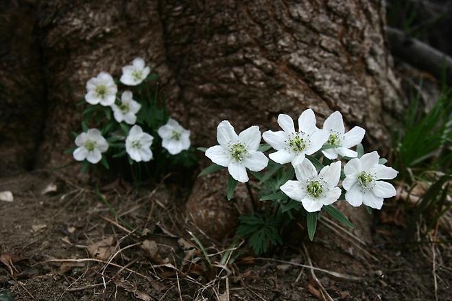 변산바람꽃