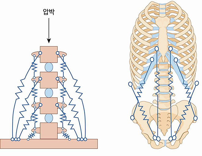 척추 중심 근육의 기능(모식도)