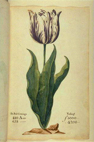 튤립 파동(Tulip mania)