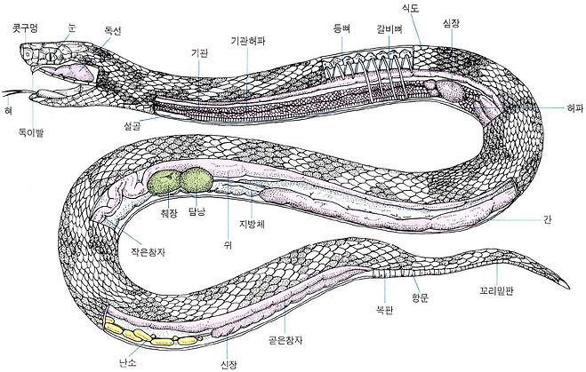 뱀의 생김새