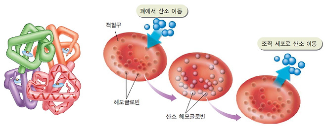 Ⅲ-16 헤모글로빈의 구조와 적혈구의 산소 운반