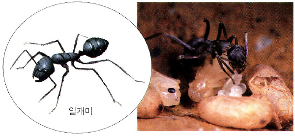 애벌레를 돌보는 일개미