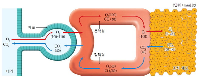 Ⅲ-15 폐, 혈액, 조직 세포의 기체 분압과 기체 교환의 원리