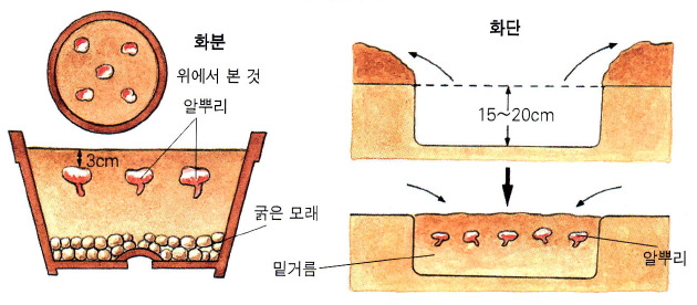 알뿌리 심기