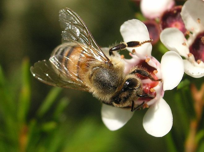 양봉 꿀벌