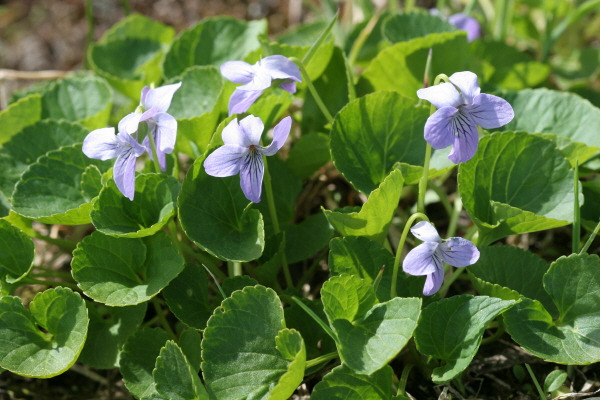 넓은잎제비꽃(<i>Viola mirabilis</i>)