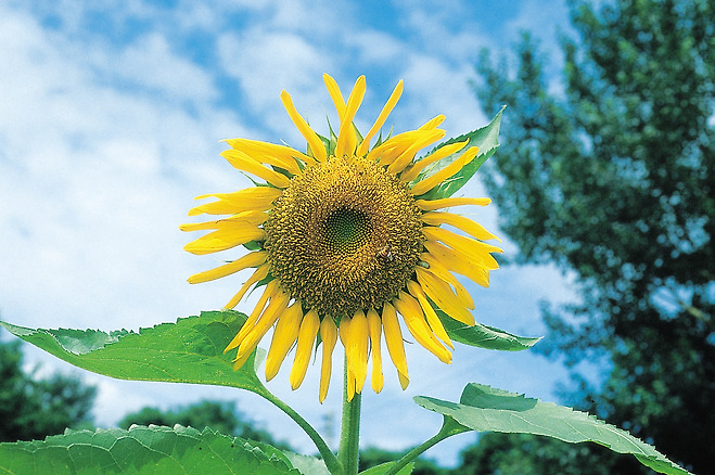 해바라기