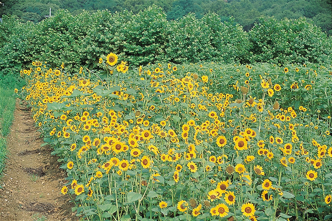 해바라기