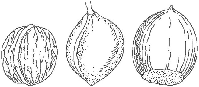 견과(각과, 굳은껍질열매)