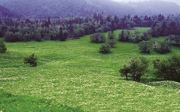 고산 화원(高山花园)