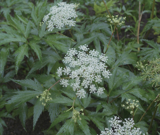 일당귀(Angelica acutiloba) 꽃