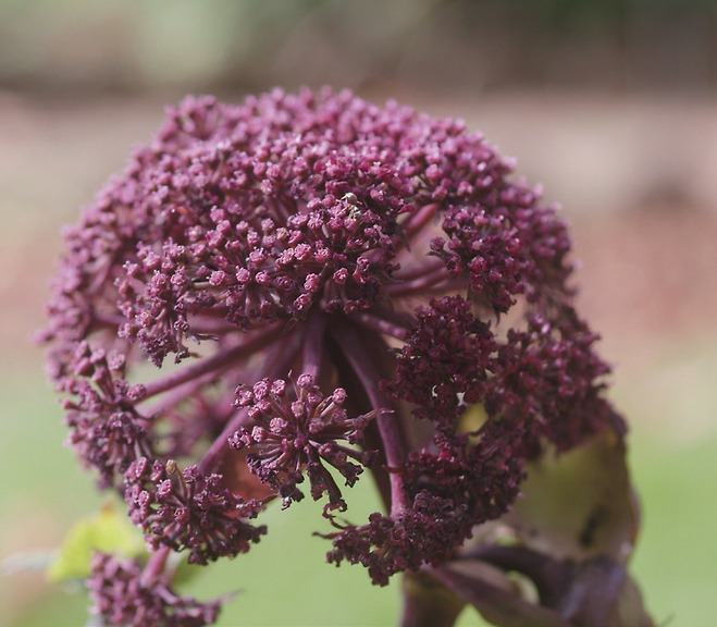 참당귀(Angelica gigas) 꽃