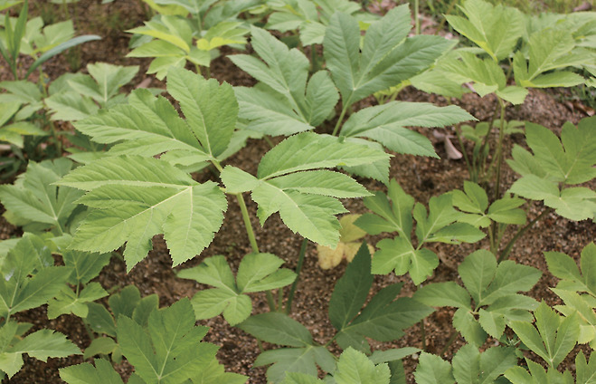 참당귀(Angelica gigas) 잎