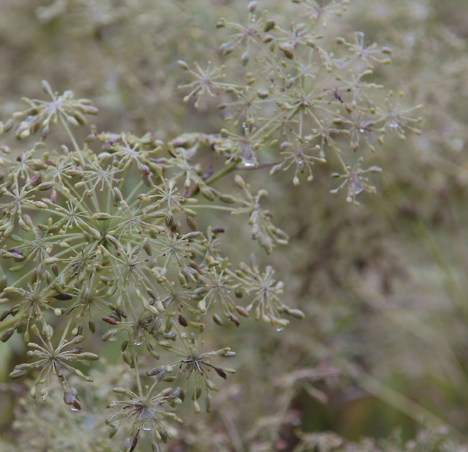 일당귀(Angelica acutiloba) 열매