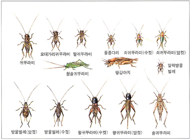 귀뚜라미의 종류