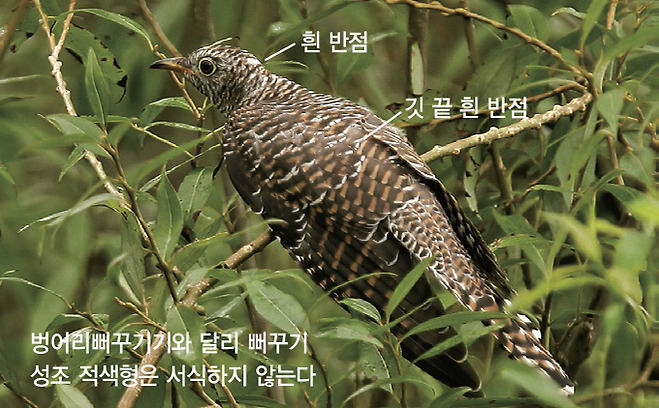 뻐꾸기 적색형 어린새(2007.8.14. 전남 신안 흑산도)