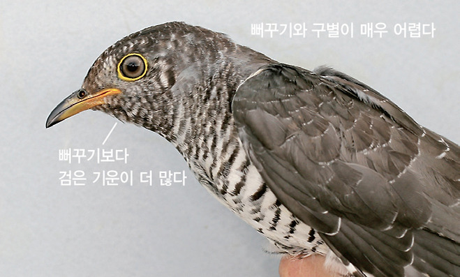 벙어리뻐꾸기 일반형 어린새(2007.9.2. 전남 신안 흑산도)