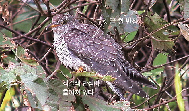 뻐꾸기 일반형 어린새(2004.10.2. 전남 신안 홍도)