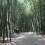 태화강 십리대숲