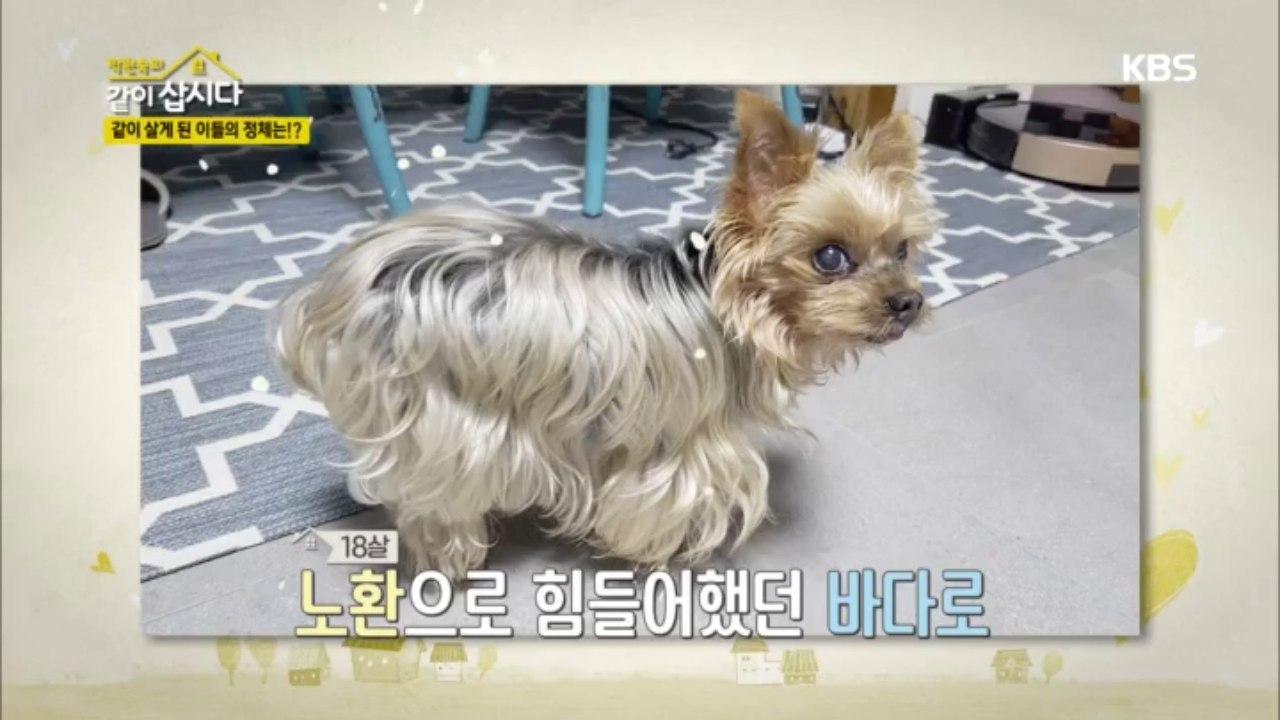 바다를 잃은 슬픔에 더이상 반려견을 키우고 싶지 않게된 박원숙ㅠ