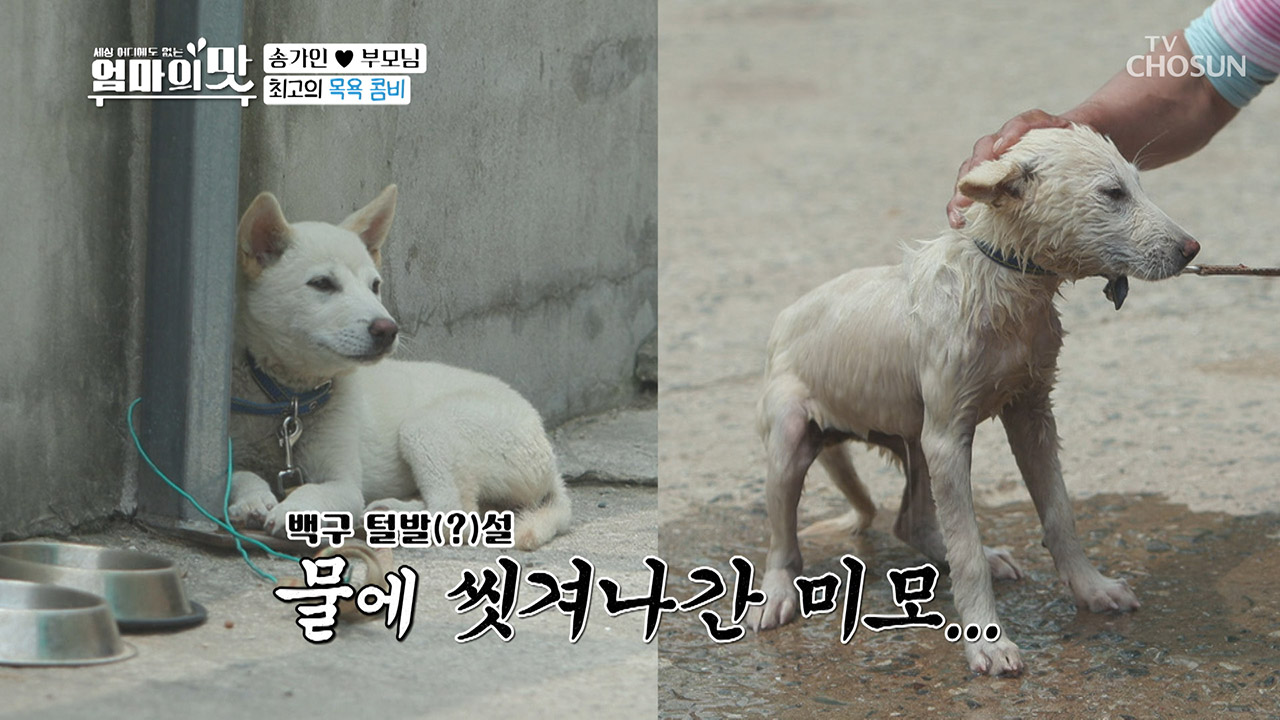 ※미션 송파서블※ 난생 처음 송백구 목욕시키기 (얌전↘)