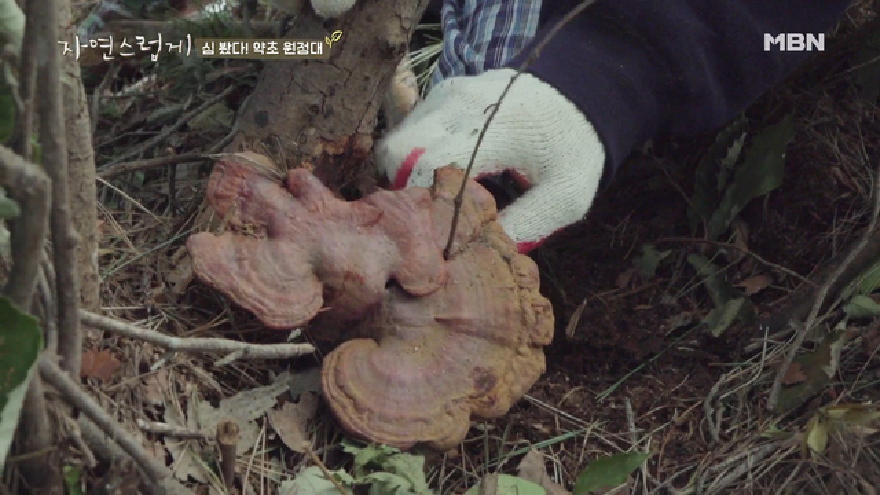 ※‘나는 자연인이다’ 아님 주의※ 윤택이 와야 할 것만 같은 이곳, 영지버섯 발견!!