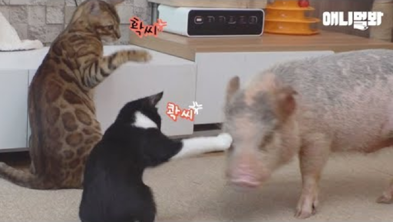 세상 착한 고양이들인데 저 돼지만 보면 젤리주먹 쥠ㅋㅋ ㅣ Two Cats Clench Their Fluffy Fist Towards A Pig?! - kakaoTV 세상... 