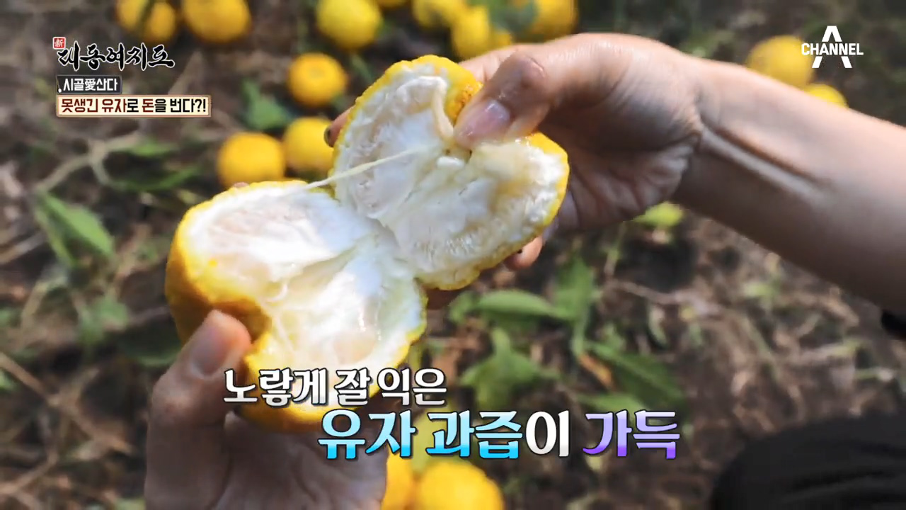 향긋~한 ‘유자’의 계절 겨울! 유자 부부의 좌충우돌 귀농 이야기! - kakaoTV 향긋~한 ‘유자’의 계절 겨울! 유자 부부의 좌충우돌 귀농 이야기!