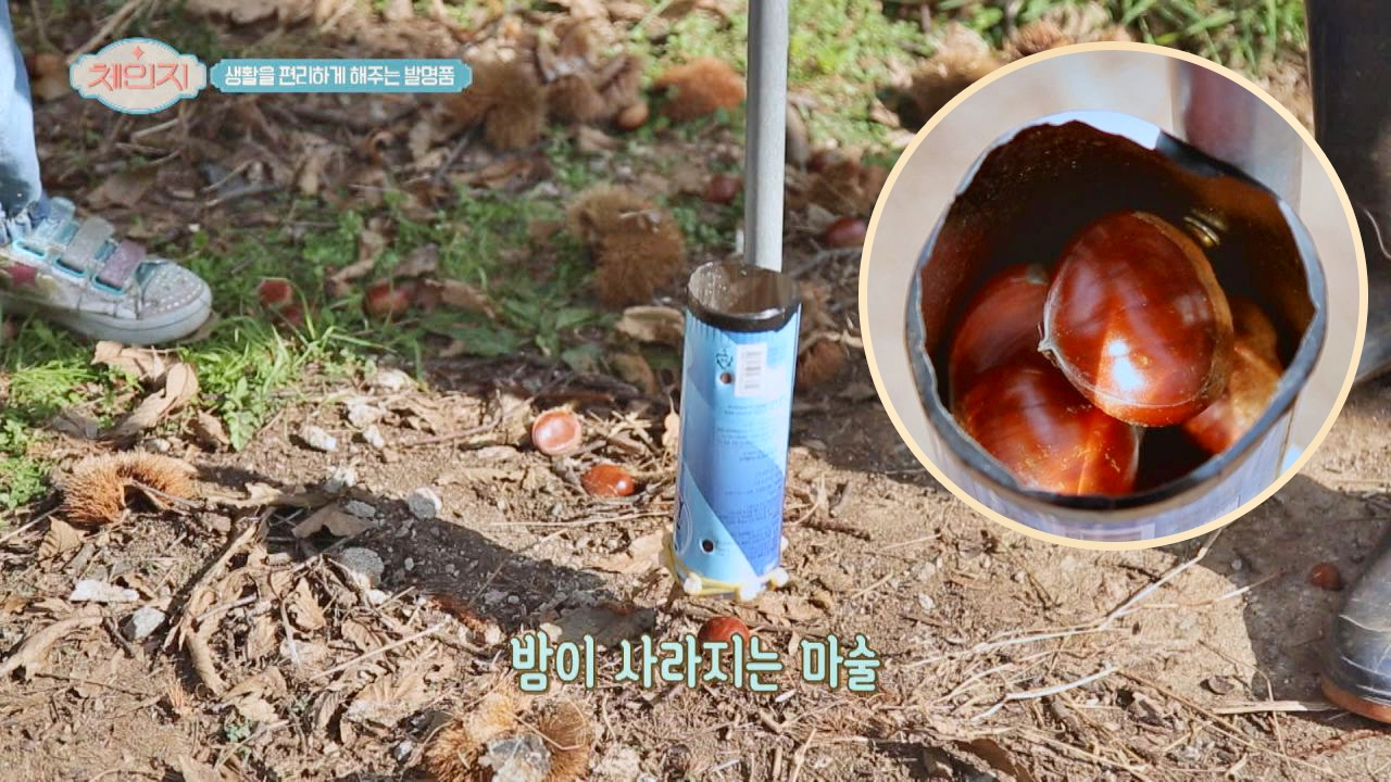 밤 줍는 발명품으로 손쉽게 밤이 쏙쏙- 너무 편리하잖아♥