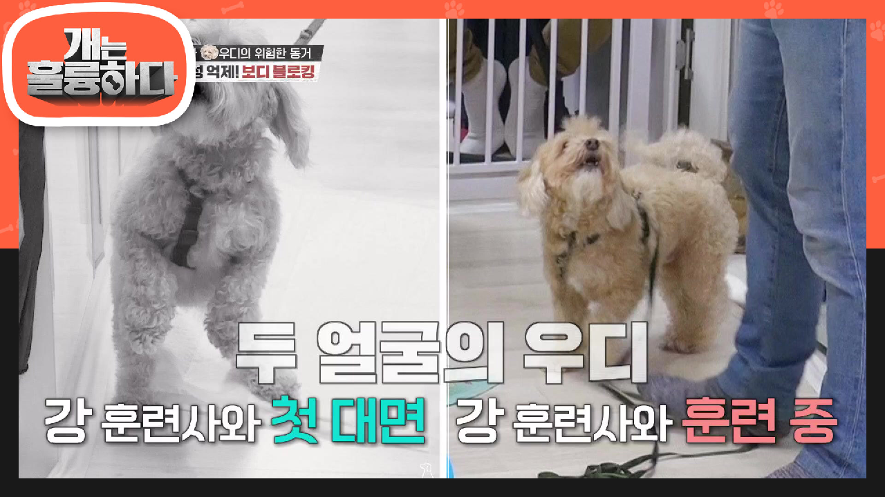 두 얼굴의 우디!! 첫 대면과 훈련 중 일 때 짖는 소리가 다르다! | KBS 210614 방송