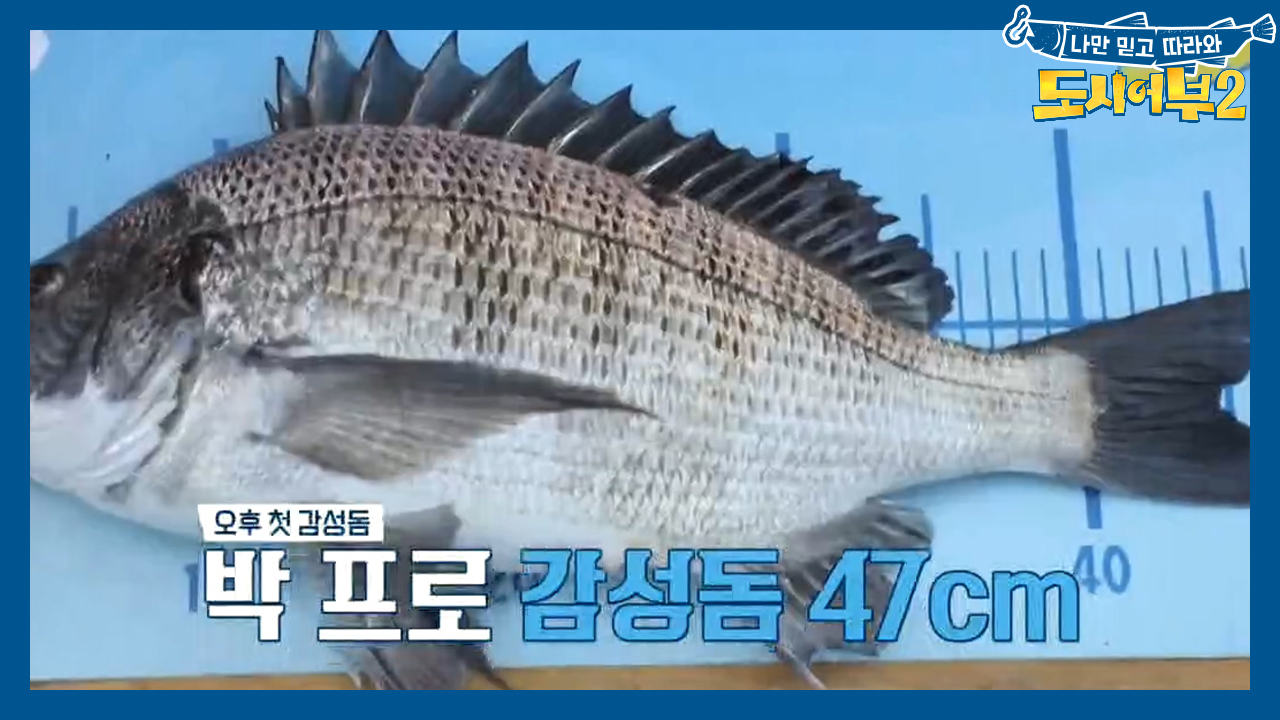 ↖신이라 불린 박프로↗ 2연속 대물 감성돔 히트치다ㄷㄷ (ft. 4짜)